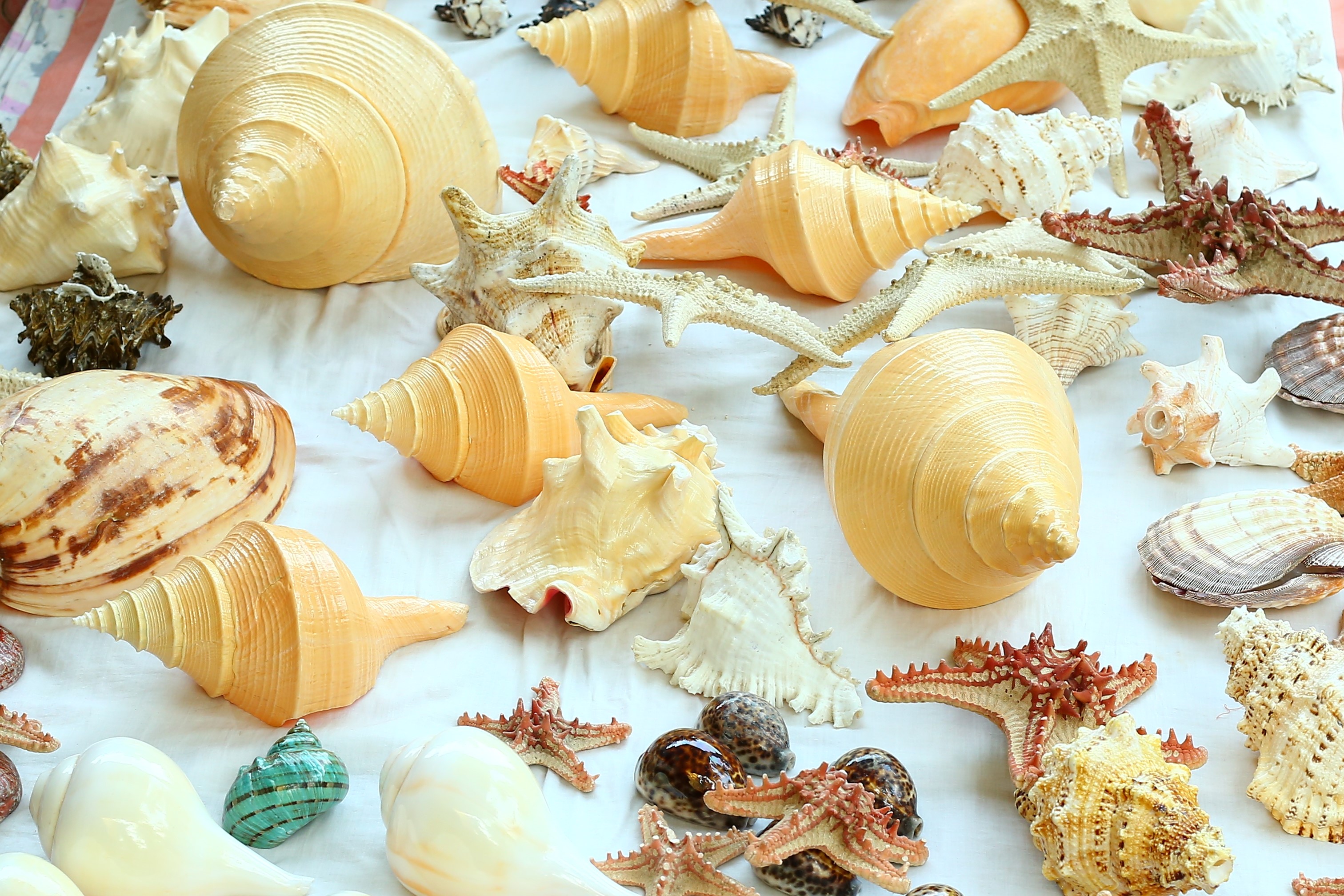 Seashells from Ocean's Heart